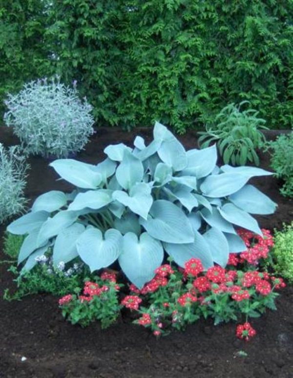 Hosta Canadian Blue