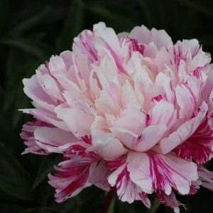 Paeonia  Candy Stripe