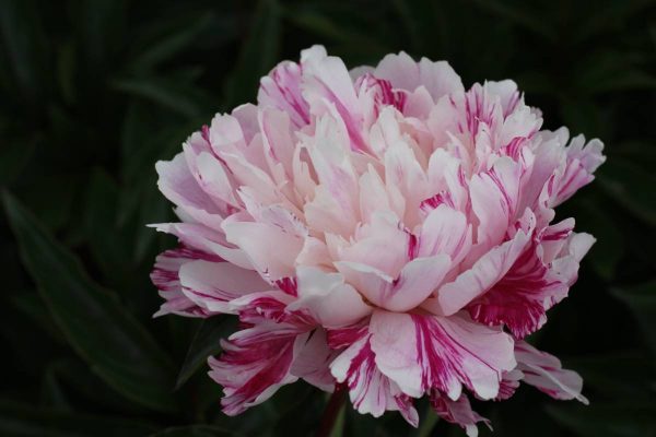 Paeonia  Candy Stripe