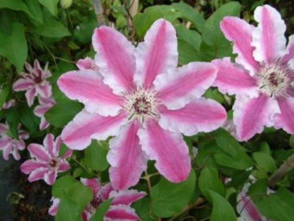 Clematis Capitaine Thuilleaux