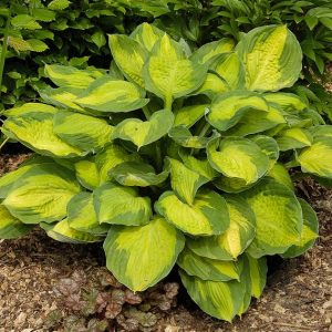 Hosta Captain Kirk