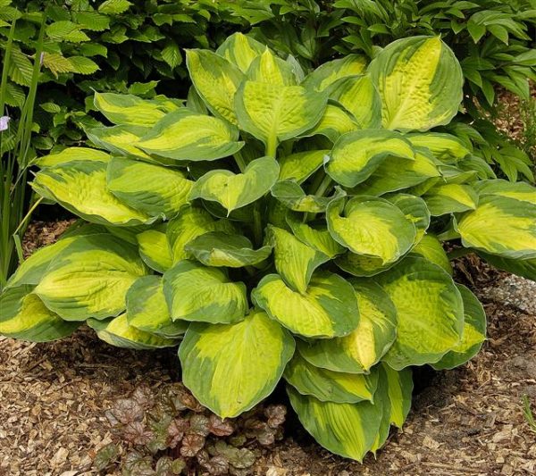 Hosta Captain Kirk