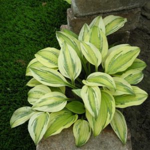 Hosta Captain's Adventure