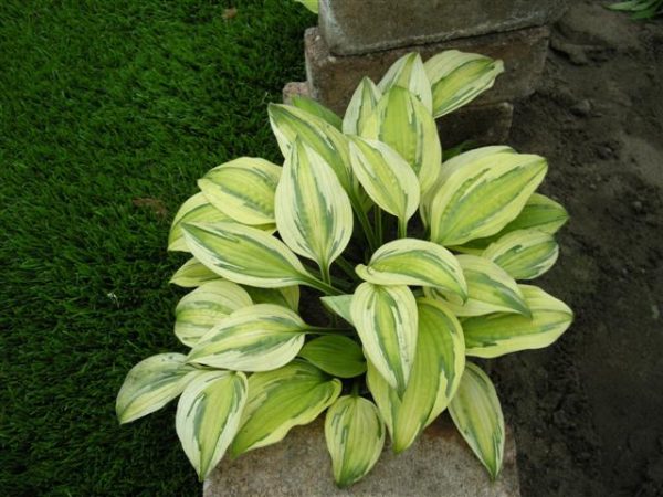 Hosta Captain's Adventure