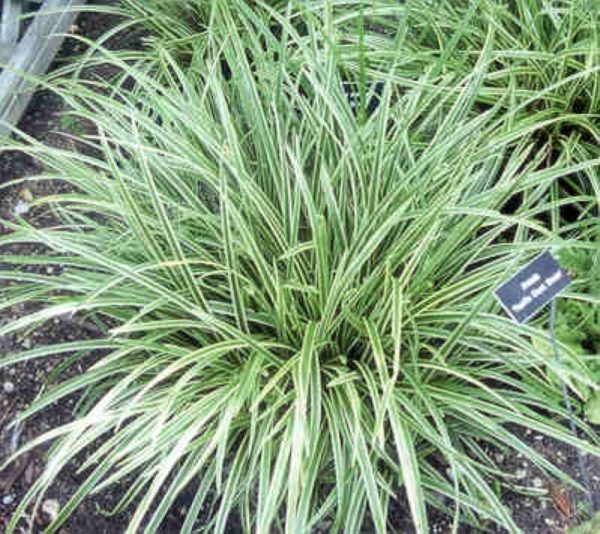 Carex morrowii Ice Dance