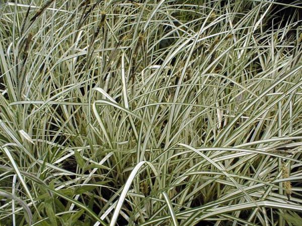 Carex morrowii Variegata