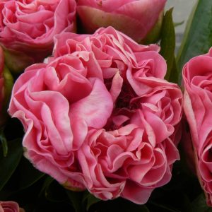 Paeonia  Carnation Bouquet