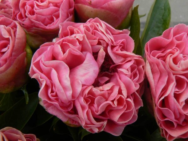 Paeonia  Carnation Bouquet