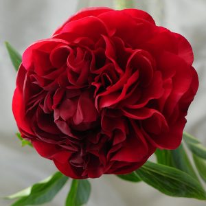 Paeonia  Carol