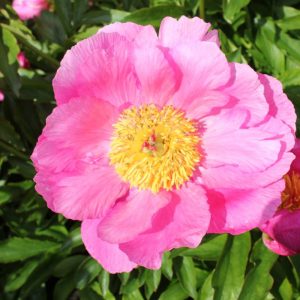 Paeonia  Caroline