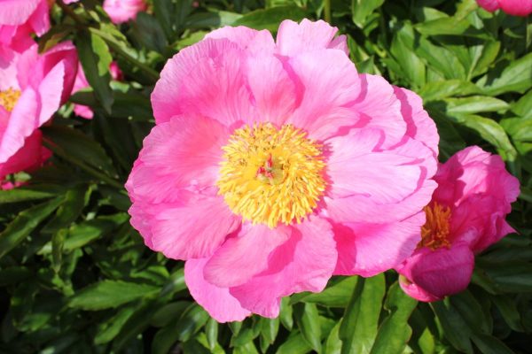 Paeonia  Caroline