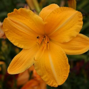 Hemerocallis Cartwheels