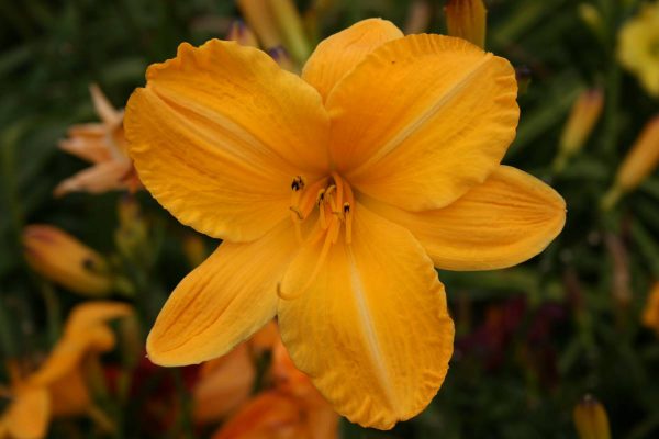 Hemerocallis Cartwheels