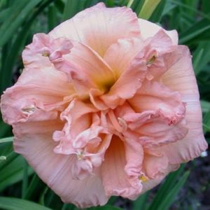 Hemerocallis Castle Double Dedut