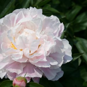 Paeonia  Catharina Fontyn
