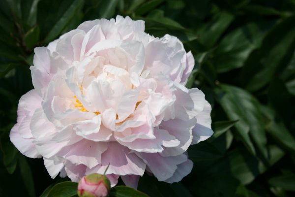 Paeonia  Catharina Fontyn