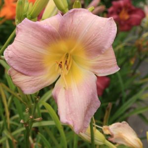 Hemerocallis Catherine Woodbery
