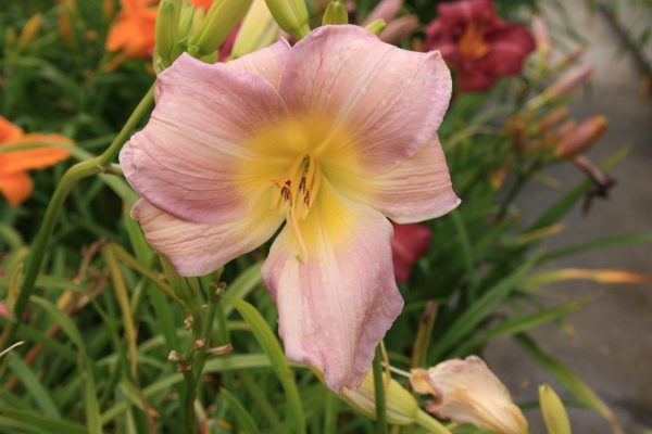 Hemerocallis Catherine Woodbery