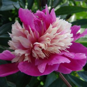 Paeonia  Celebrity