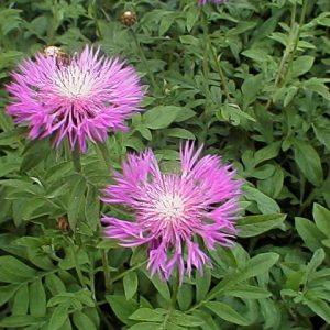 Centaurea dealbata