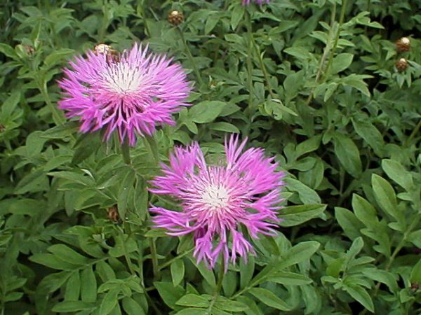 Centaurea dealbata