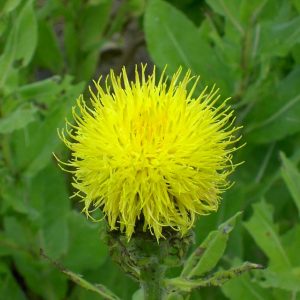 Centaurea mocrocephala