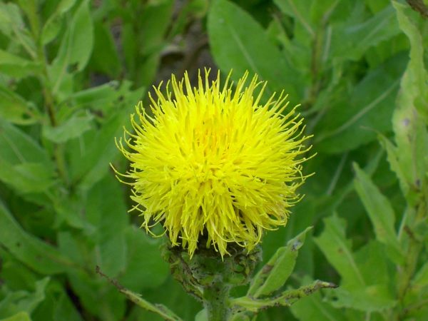 Centaurea mocrocephala