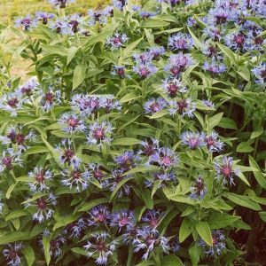 Centaurea montana