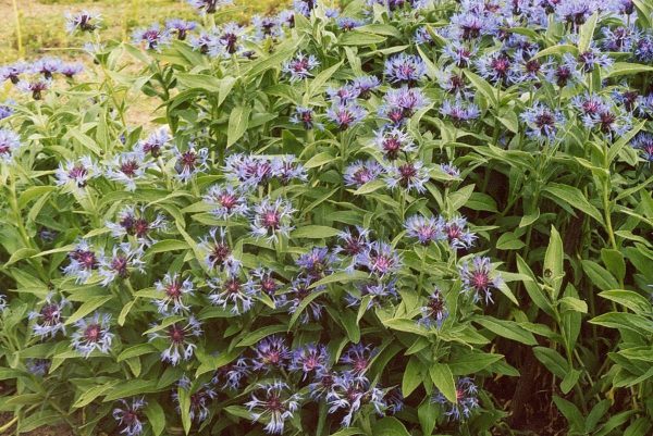 Centaurea montana