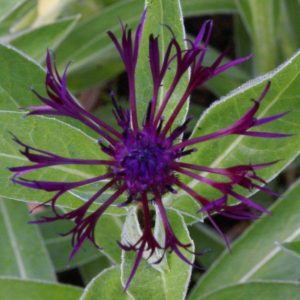 Centaurea montana Jordy