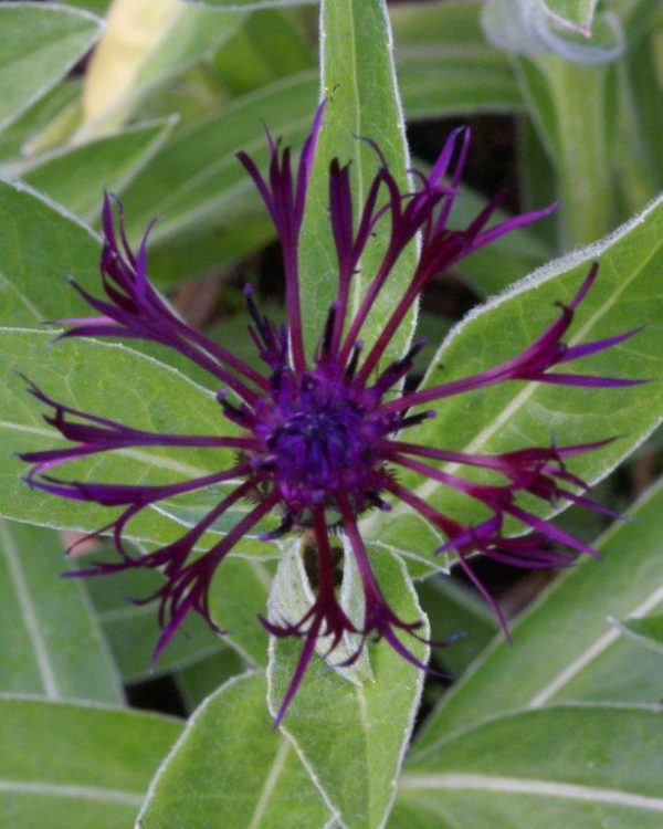 Centaurea montana Jordy