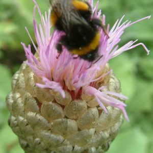 Centaurea Pulchra Major