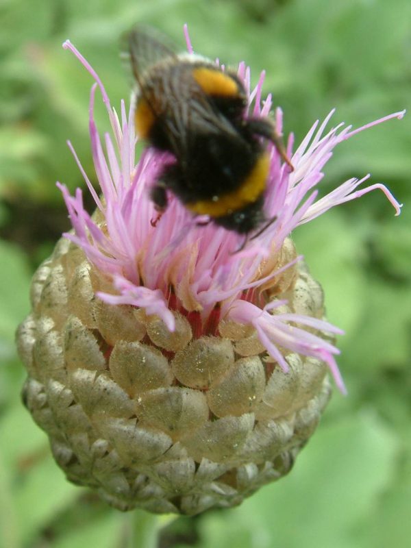 Centaurea Pulchra Major