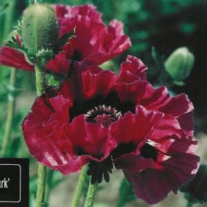 Papaver Central Park