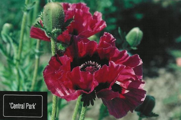 Papaver Central Park