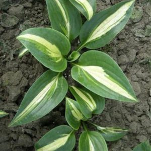 Hosta Chain Lightning