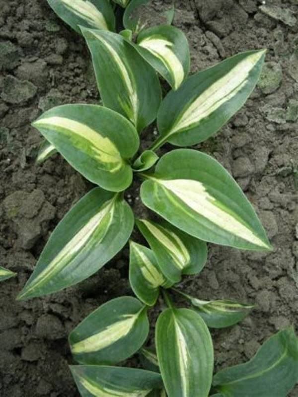 Hosta Chain Lightning
