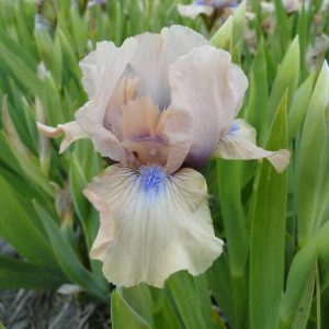Iris Pumila Chanted