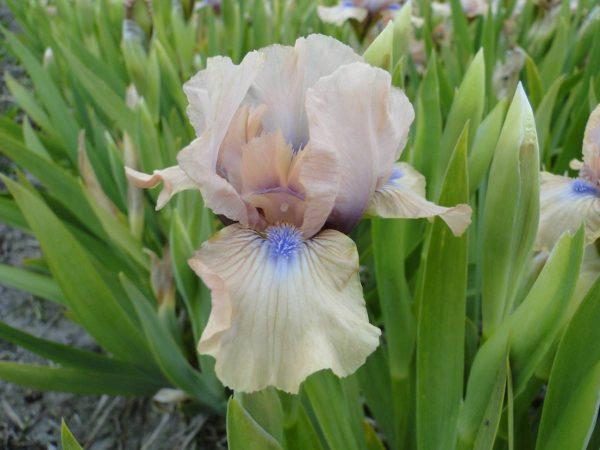 Iris Pumila Chanted