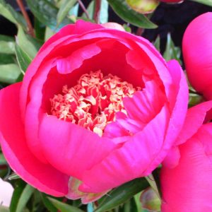 Paeonia  Charless Burgess