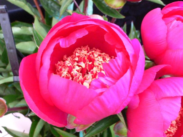 Paeonia  Charless Burgess