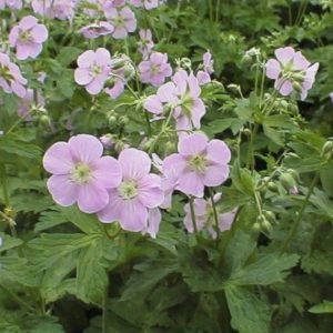 Geranium maculatum Chatto