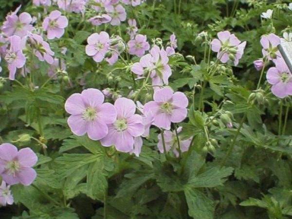 Geranium maculatum Chatto