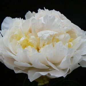 Paeonia  Chinook