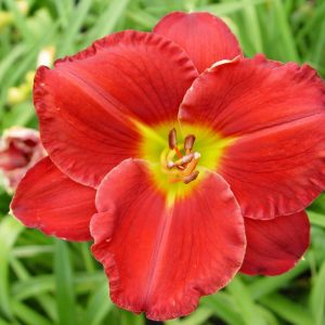 Hemerocallis Cherry Catherine