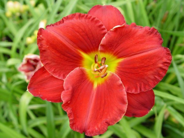 Hemerocallis Cherry Catherine