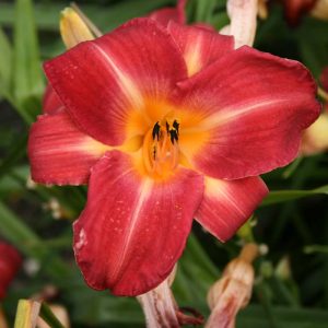 Hemerocallis Cherry Cheeks