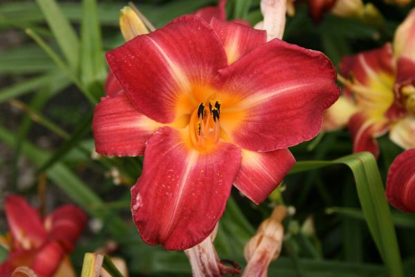 Hemerocallis Cherry Cheeks