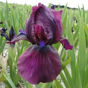 Iris Pumila Cherry Garden