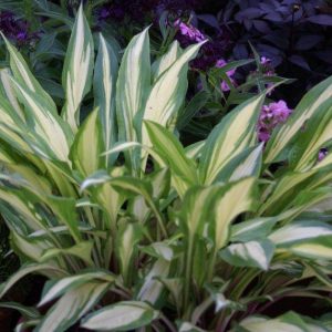 Hosta Cherry Berry